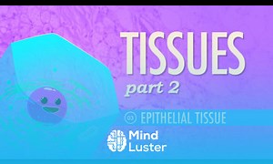 Mind Luster - Learn Tissues Part 2 Epithelial Tissue Crash Course A P 3