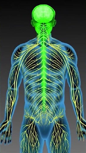 ⚡ Your NERVOUS SYSTEM is SUPER FAST! | Educational Videos for Children | @HappyLearningEN