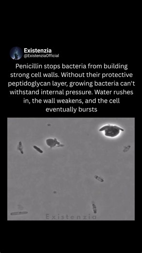 How Penicillin Makes Bacteria Burst