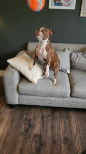 6.2K views · 555 reactions | Thor's new game. #ilovemydog #bostonterrierlife #bostonterrier #dogs | Thor the Brown Boston | Facebook