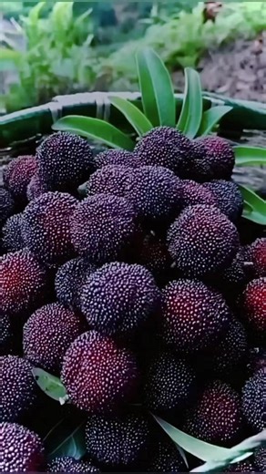 #arbousier #fruit #arbutus