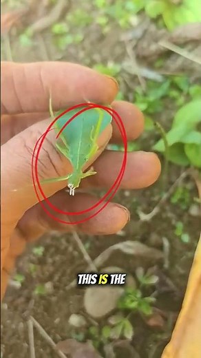 This Leaf is Actually ALIVE! 🍃😱 🤯