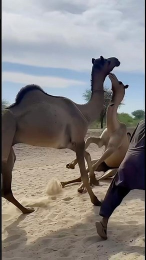 Epic Camel Fight in the Desert Jungle – Stunning High Jumps! Camel by Thar.Camel Video.#cameljumps