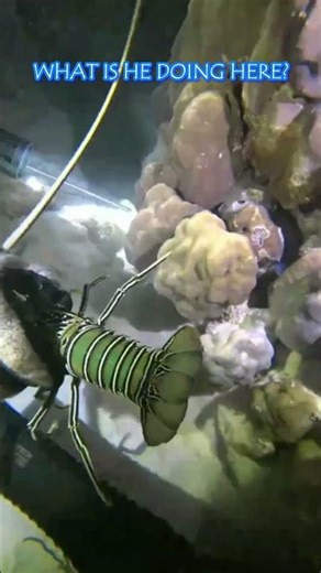 😱 A Lost Lobster Found on the Road! #UnderwaterWorld #OceanDiscovery #Shorts.