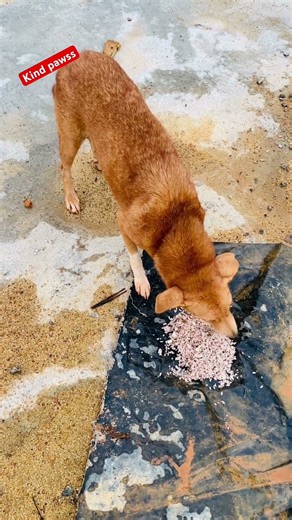 Innocent Dog Enjoying Rice Meal | Sweet Dog Moment #shorts
