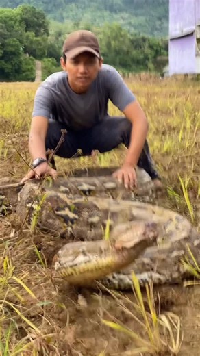 mu'amar syahida on Instagram: "Ketika saya bisa langsung bertemu dengan ular python reticulatus asli dari pulau sulawesi yang sangat besar,sulawesi juga terkenal dengan ular-ular besar nya yang sering menelan manusia ketika manusia tersebut sedang di perkebunan atau saat akan keluar dari kebun melewati jalan setapak When I was able to directly meet a real reticulatus python from the very large island of Sulawesi, Sulawesi is also famous for its large snakes that often swallow humans when the hum
