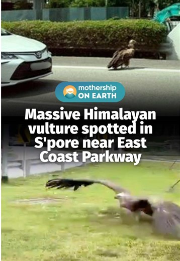 bird so big it puts most men to shame 😬 With a wingspan of between 2.5m and 3m, these vultures are usually found in the higher regions of the Himalayas. Though they've been spotted mainly in the west of Singapore, one was spied along the East Coast Parkway on Jan. 11 and Tanah Merah Coast Road on Jan. 10. #sgnews #bird #nature #animal