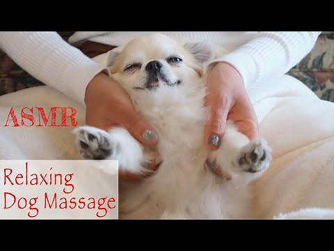 ASMR Relaxing Dog Massage | Chihuahua | Animal Massage | No talking 🐶