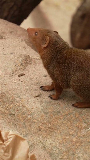 Small Size, Big Predators! 🐾 Meet the Dwarf Mongoose!