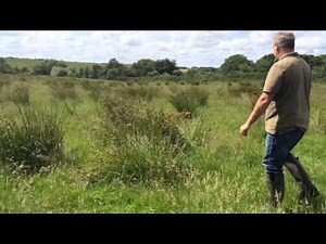 Hunting and Quartering a Cocker Spaniel - Gundog Training