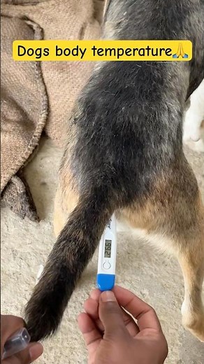 dog normal body temperature || normal body temperature of dogs || #dog #temperature