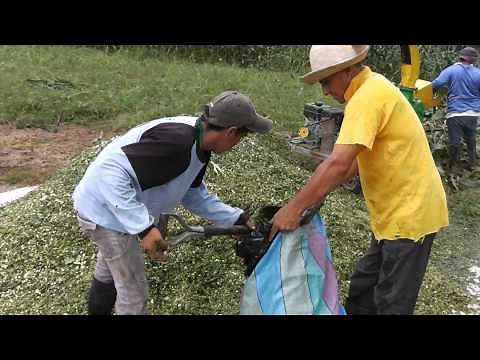 PROCESO DE ENSILAJE DE MAIZ