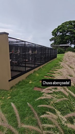 Eles adoram dias quentes e chuvosos. 🫡 | Parrot Farm Br