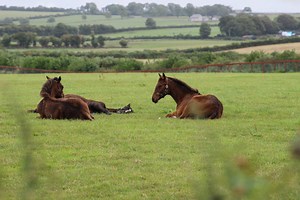 Golden Farm Thoroughbreds - Golden Farm