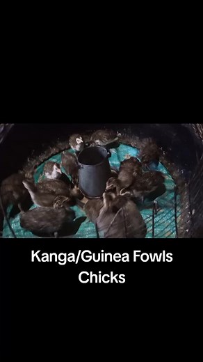 Chicken and Poultry Farming Business In Kenya - Guinea Fowls / Kangas