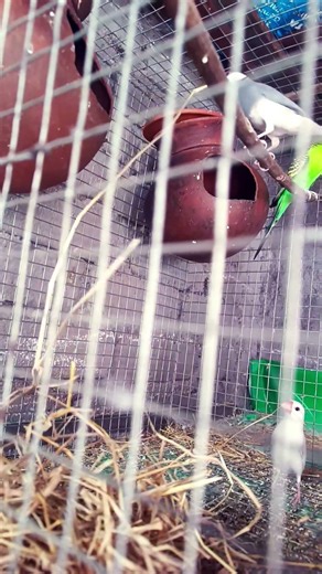 silver java sparrow nast#java#javascript#birds#viral#shorts#trending#subscribe#like