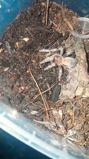 brachypelma hamorii #tarantula #nature #video #all #shortsvideo