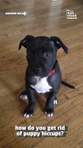 Have you tried rubbing his belly? 🐶 | The Pet Collective