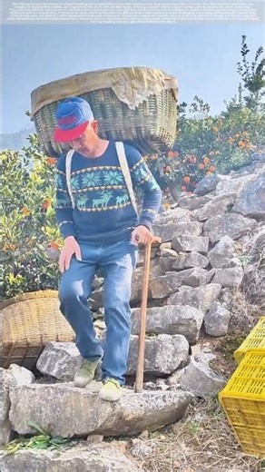 Orange harvest #agriculture #farmers#shorts