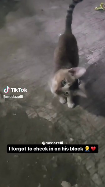 Hilarious Medazelli Compilation: Funny Pets and Animals Frying Dory