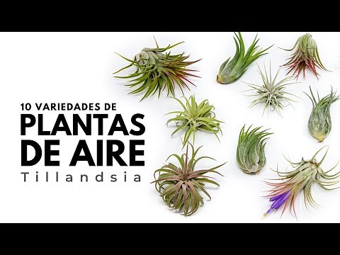 10 Variedades de PLANTAS DE AIRE o Tillandsias | Air Plants