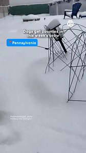Dogs everywhere are having the BEST week thanks to a storm system dropping several inches of fresh snow from Oklahoma to New York. Did your four-legged friends enjoy the taste of winter this week? | WeatherBug