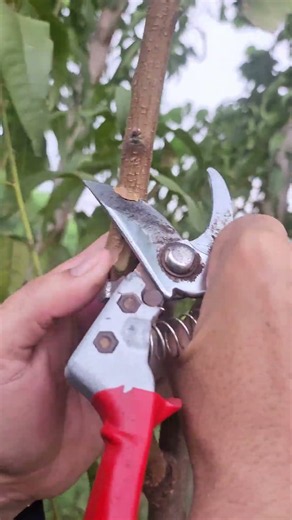 🍑 Peach Tree Grafting: Simple Technique for Better Growth 🌱 #Grafting #usafarming #ukfarming #peach
