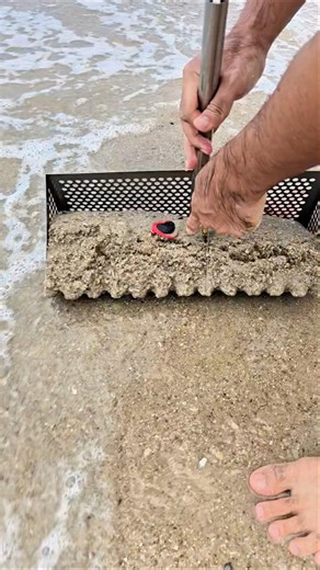 Finding treasure on the beach.We found something small and so cute!! #trending #beach #shorts