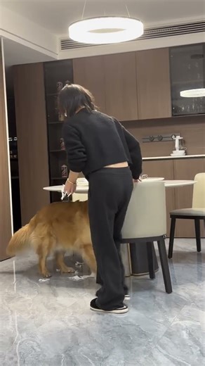 #Large dog#Cute pets#Golden Retriever#My daily life with my pet#A handsome guy in the univ