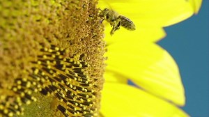 Spring is one of the most visually stunning times of year. Enjoy this curated clipbox full of airy and green springtime footage: https://shutr.bz/2TC3Z5K | Shutterstock