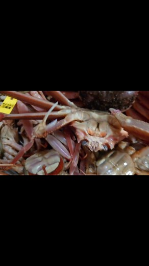 越前ガニのセイコガニの茹で方を伝授