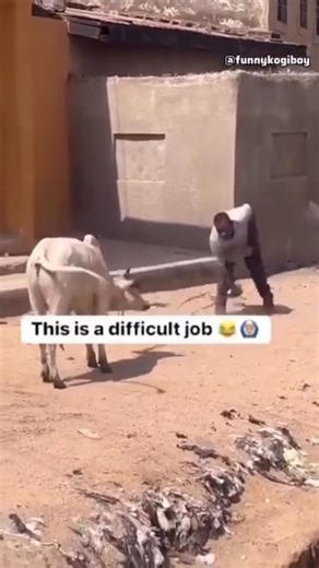 Crazy cow 😂 | Studio Yabacende