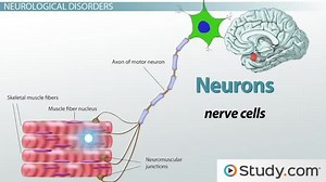 What are Neurological Disorders? - Definitions & Causes
