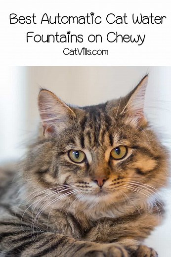 10 Best Automatic and Motion Sensor Cat Water Fountains