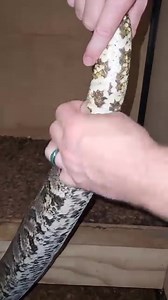 12K views · 44 reactions | Southern Africa Python (Python natalensis)...