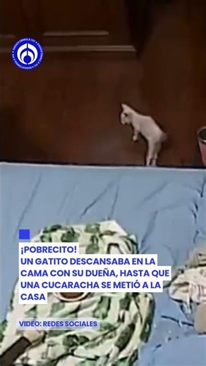 ¡Patas! Gatito con discapacidad huye al ver una cucaracha 🐱😳