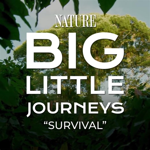 A tiny pangolin and a family of lion tamarins must travel through a land of giants to find the future for the next generation. "Big Little Journeys" continues tonight, Wednesday, January 17 at 7pm on Nature | PBS on LPB! lpb.org | Louisiana Public Broadcasting