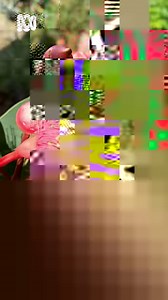 Did you know that the stamens of eucalyptus flowers pulse as they bloom 😮🌸 ? Check out the movements of a Corymbia Calypso Queen via timelapse 🎞️ 💚 Happy Easter weekend everyone, we hope you spend it in the garden. #Eucalyptusflower #CorymbiaCalypsoQueen #Bloom #TimeLapse | Gardening Australia