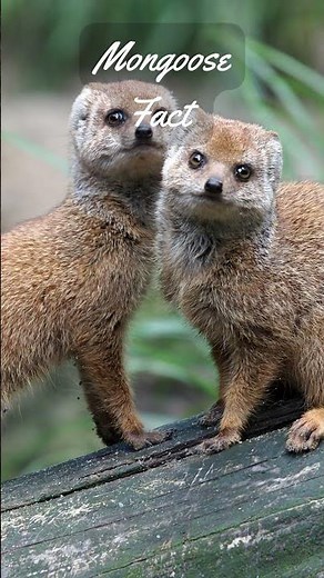 3 Mongoose Facts - Mongoose Marvels: Nature's Fearless Hunters #animalfacts #nature