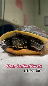 35 reactions · 3 comments | This Red-bellied turtle was brought to us...