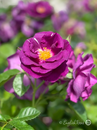 Rhapsody In Blue Rose - Award Winning Roses - English Roses