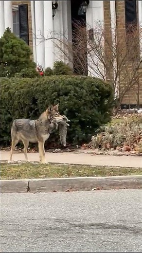 Urban Predator in Action: Toronto’s Famous Coyote “Bunny” Caught With a Fresh Squirrel !