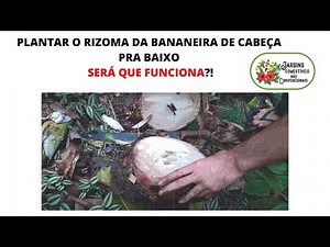 PLANTAR RIZOMA DA BANANEIRA DE CABEÇA PRA BAIXO, SERÁ QUE FUNCIONA?! TÉCNICA DE AGROFLORESTEIRO