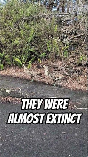 rare encounters #goose #nene