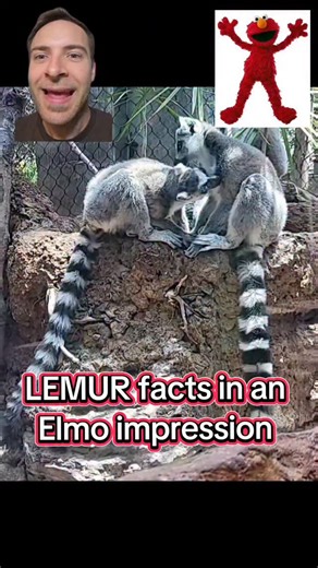 Jon B-C | Fun facts about lemurs in an impression of Elmo from Sesame Street. They have a specialized fingernail called a grooming claw Subscribe to... | Instagram