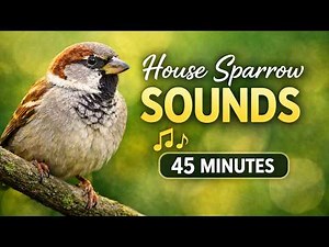 House Sparrow Sounds 🐦 | Morning Bird Chirping for Focus, Study & Relaxation (45 Minutes)