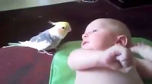 209K views · 6.3K reactions | Cockatiel sings to this baby and it's absolutely adorable! <3 | ViralShack Animals | Facebook