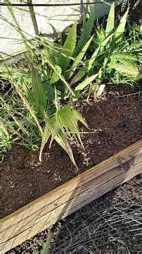 100 Palm Trees in my back yard growing