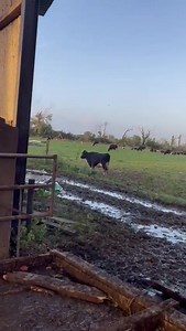 25K views · 440 reactions | Livestock were killed, buildings severely damaged and farmers left “devastated” by a “tornado like” weather event which has hit parts of Co. Wexford. | Agriland.ie | Facebook