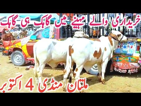 Multan Cattle Market Today Fresh Update | Qurbani K Babies || Global Village Farming